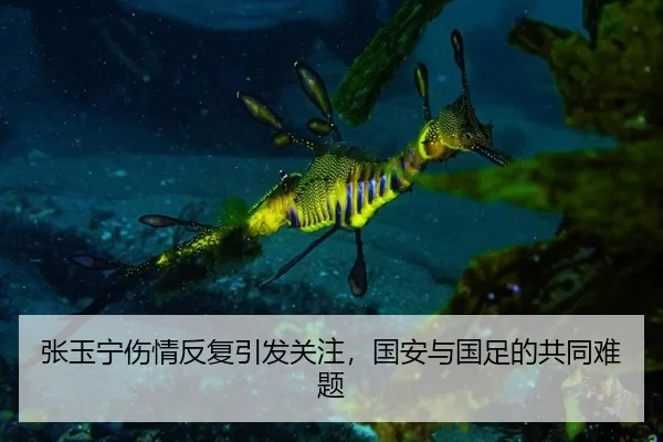 张玉宁伤情反复引发关注，国安与国足的共同难题